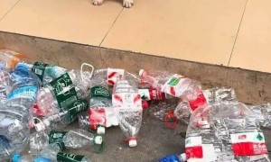 5岁半斗牛犬五年捡瓶子攒下1万多元！每天早中晚捡3次……狗主人：是自己在外奋斗的缩影